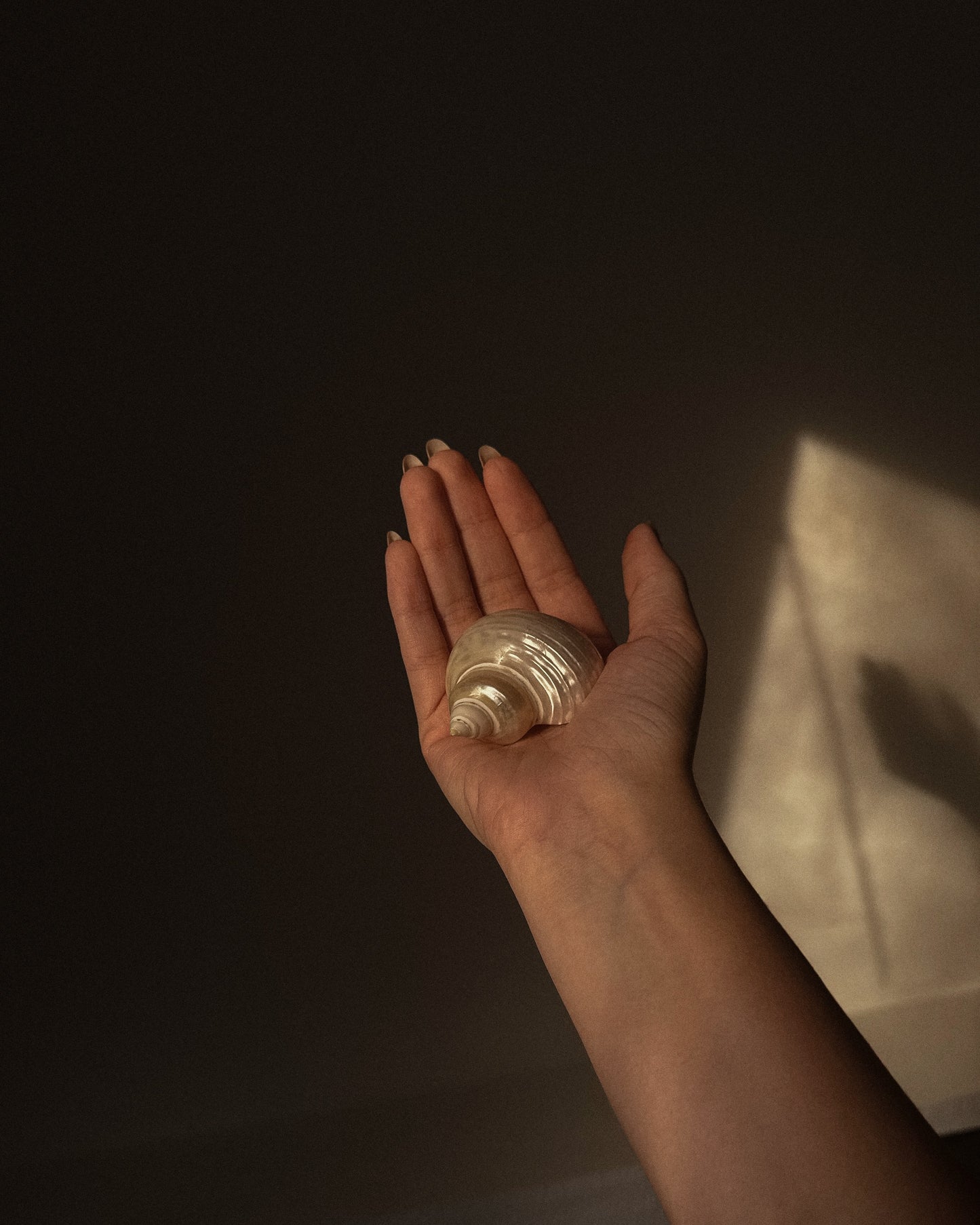 Natural Polished Seashells