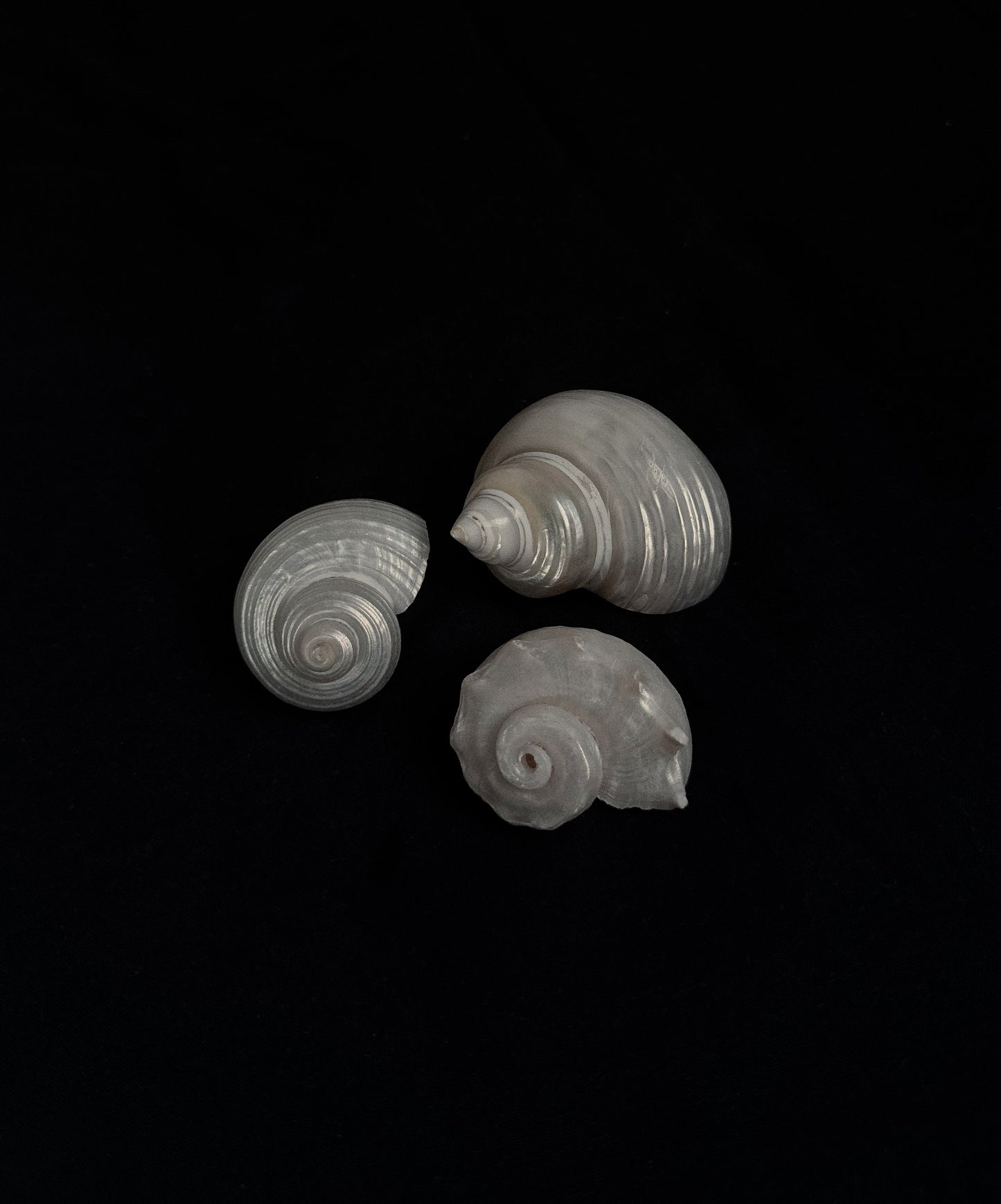 Natural Polished Seashells