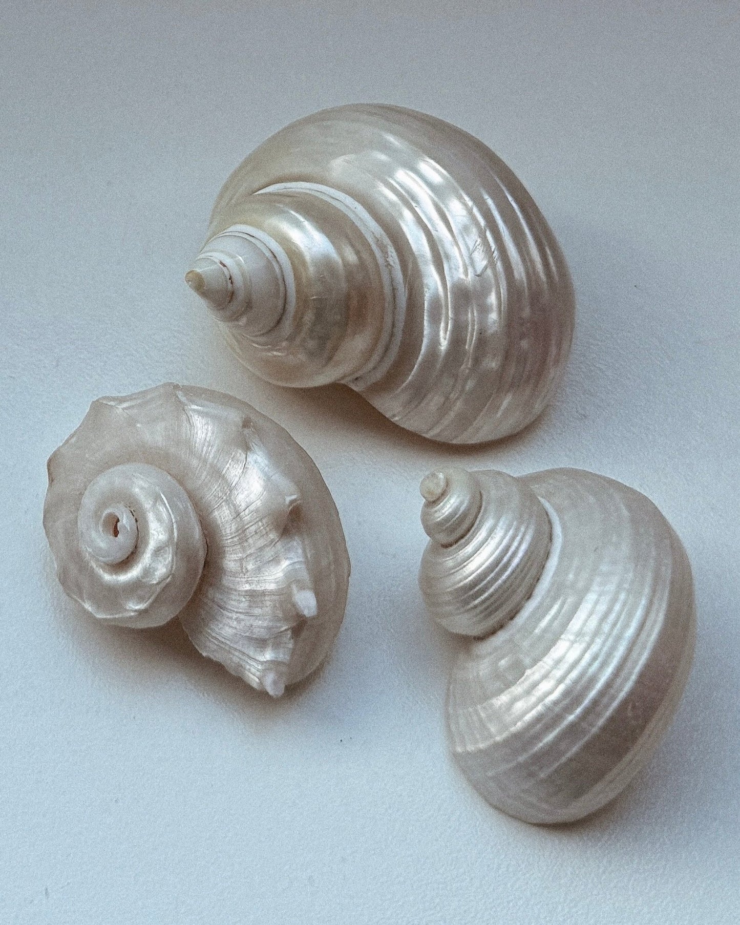 Natural Polished Seashells