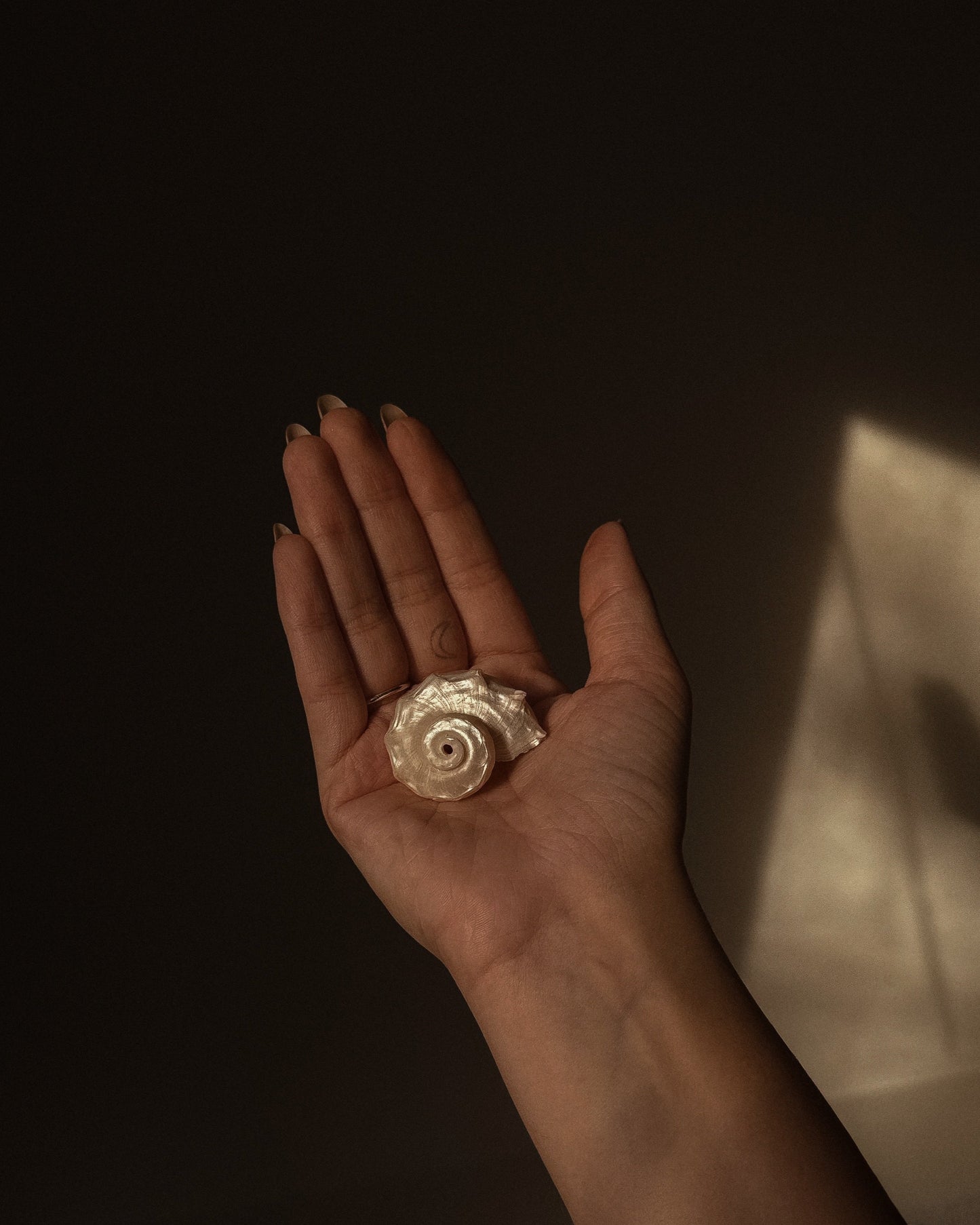 Natural Polished Seashells