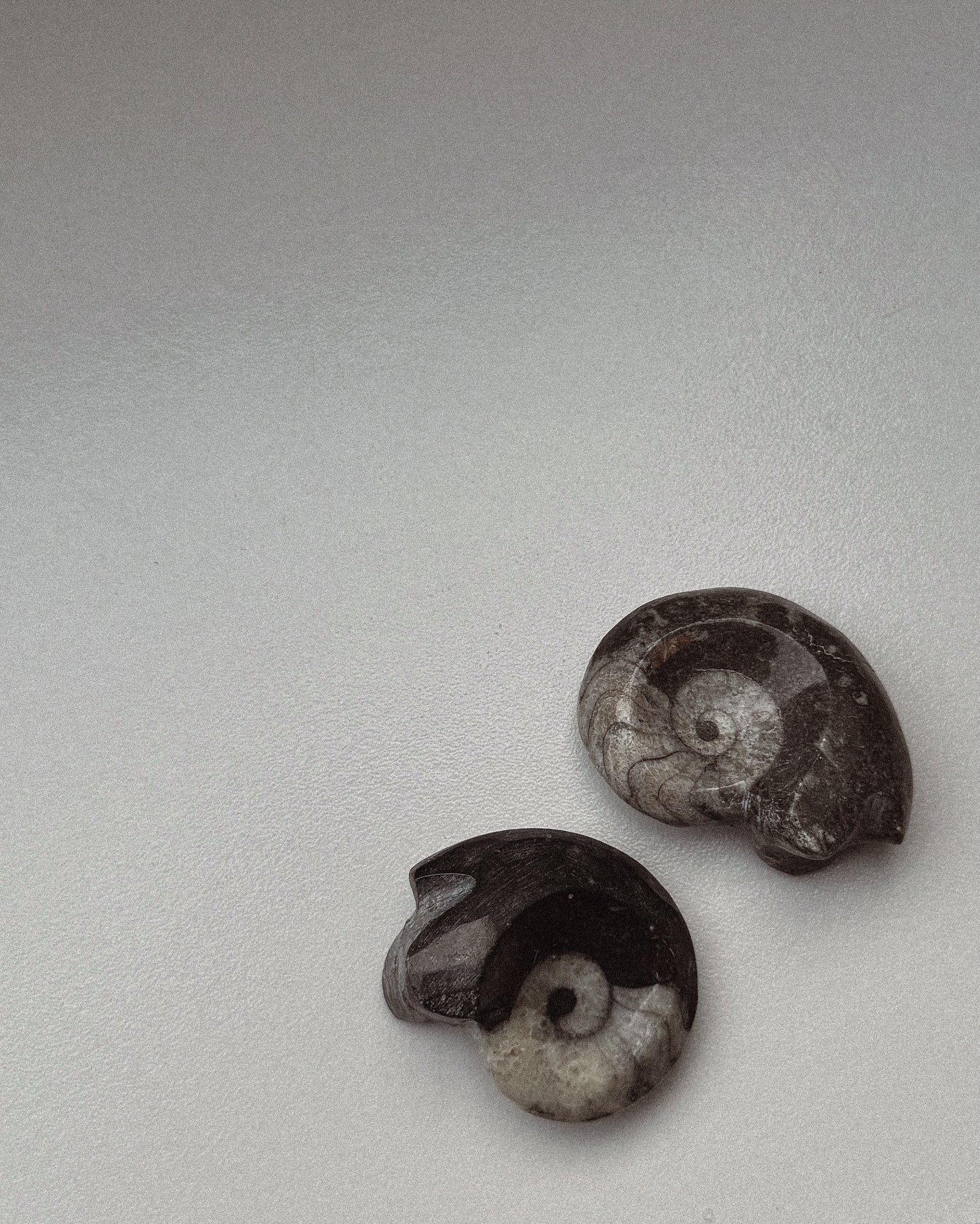 Goniatite Fossil