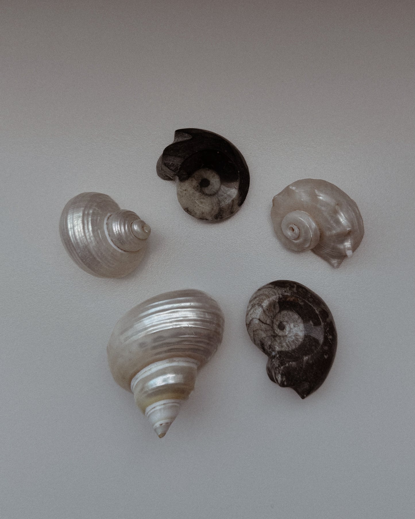 Goniatite Fossil