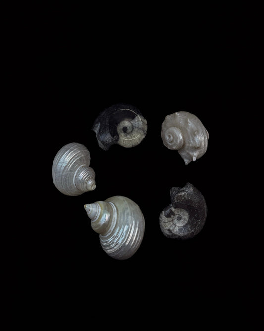 Goniatite Fossil